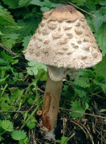 BEDLA ZAHRADNÍ – Chlorophyllum brunneum – FOTO: Josef Slavíček