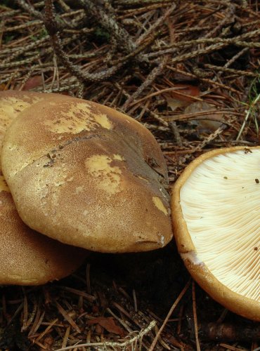 ČECHRATICE ČERNOHUŇATÁ – Tapinella atrotomentosa – FOTO: Josef Slavíček