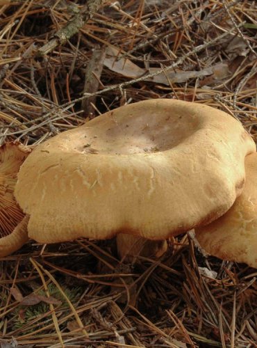 ČECHRATKA PODVINUTÁ – Paxillus involutus – FOTO: Josef Slavíček