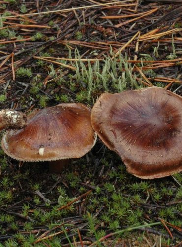 ČIRŮVKA BĚLOHNĚDÁ – Tricholoma albobrunneum – FOTO: Josef Slavíček