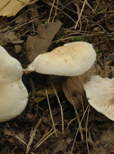 ČIRŮVKA BÍLÁ – Tricholoma album – FOTO: Josef Slavíček