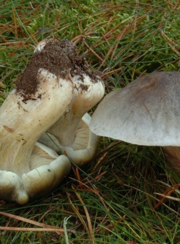 ČIRŮVKA MÝDLOVÁ – Tricholoma saponaceum – FOTO: Josef Slavíček