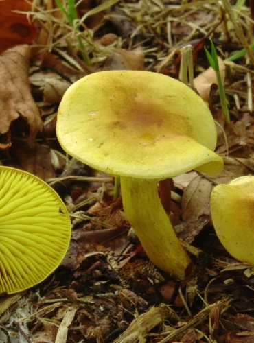 ČIRŮVKA SÍROŽLUTÁ – Tricholoma sulphureum – FOTO: Josef Slavíček