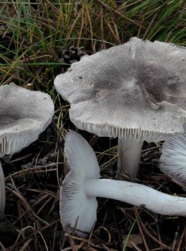 ČIRŮVKA ZEMNÍ – Tricholoma terreum – FOTO: Josef Slavíček