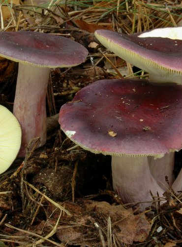 HOLUBINKA JÍZLIVÁ – Russula sardonia – FOTO: Josef Slavíček