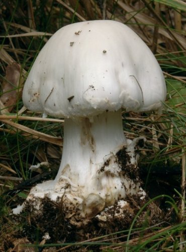 MUCHOMŮRKA CITRONOVÁ – Amanita citrina – FOTO: Josef Slavíček