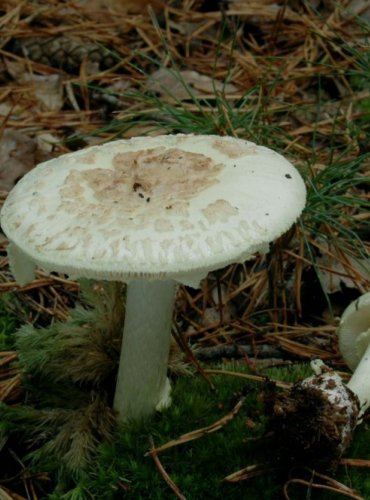 MUCHOMŮRKA CITRONOVÁ BÍLÁ – Amanita citrina var. alba – FOTO: Josef Slavíček