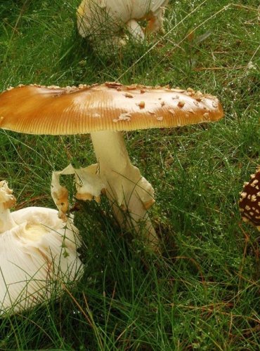 MUCHOMŮRKA KRÁLOVSKÁ – Amanita regalis – FOTO: Josef Slavíček