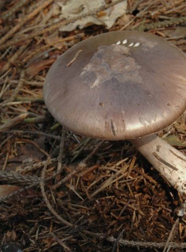 MUCHOMŮRKA PORFYROVÁ – Amanita porphyria – FOTO: Josef Slavíček