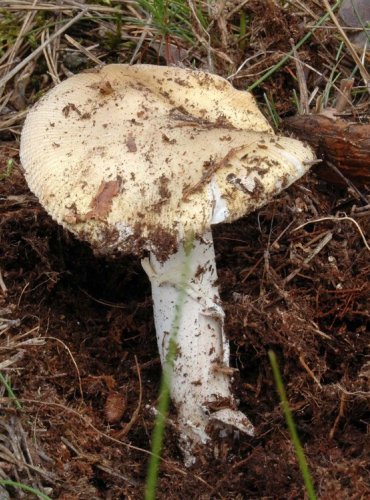 MUCHOMŮRKA SLÁMOŽLUTÁ – AMANITA GEMMATA – FOTO: JOSEF SLAVÍČEK