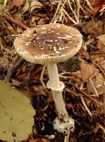 MUCHOMŮRKA TYGROVANÁ – Amanita pantherina – FOTO: Josef Slavíček