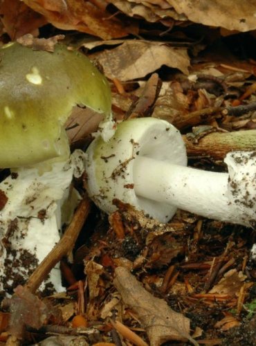 MUCHOMŮRKA ZELENÁ – Amanita phalloides – FOTO: Josef Slavíček