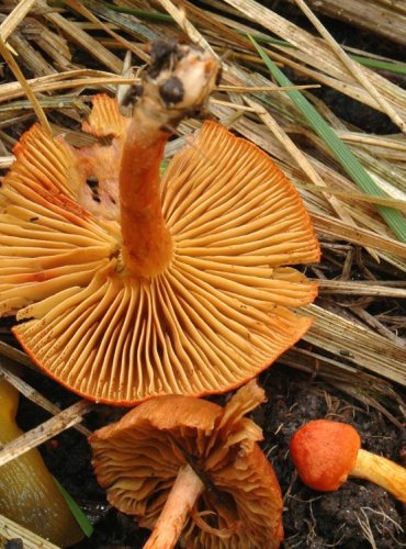 PAVUČINEC BAŽINNÝ – Cortinarius uliginosus – FOTO: Josef Slavíček