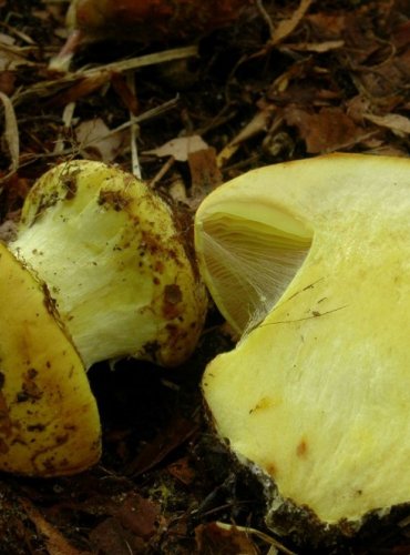 PAVUČINEC PŘEKRÁSNÝ – Cortinarius splendens – FOTO: Josef Slavíček