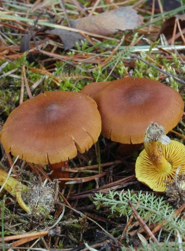 PAVUČINEC ŠAFRÁNOVÝ – Cortinarius croceus – FOTO: Josef Slavíček