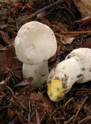 
PEČÁRKA ZÁPAŠNÁ (ŽAMPION ZÁPAŠNÝ) – Agaricus xanthodermus – FOTO: Josef Slavíček
