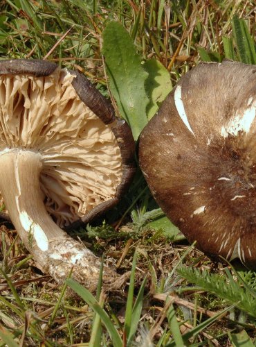 PENÍZOVKA ŠIROKOLUPENNÁ – Megacollybia platyphylla – FOTO: Josef Slavíček