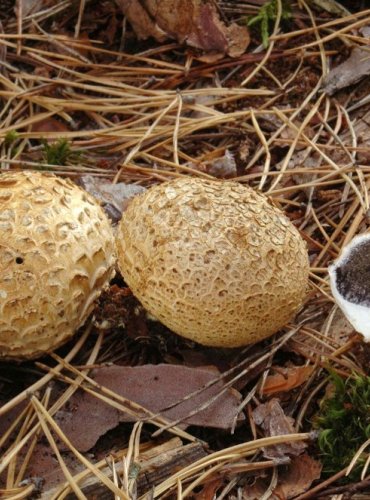 PESTŘEC OBECNÝ – Scleroderma citrinum – FOTO: Josef Slavíček