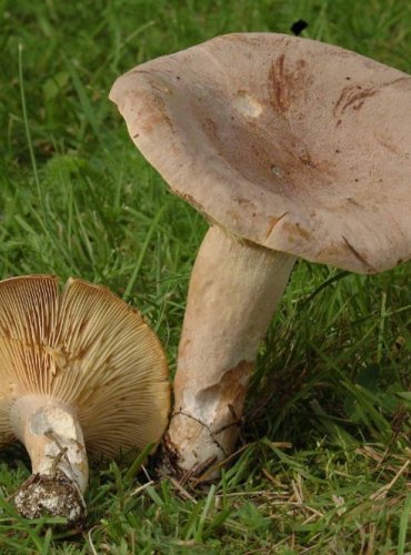 RYZEC HNĚDÝ – Lactarius helvus – FOTO: Josef Slavíček