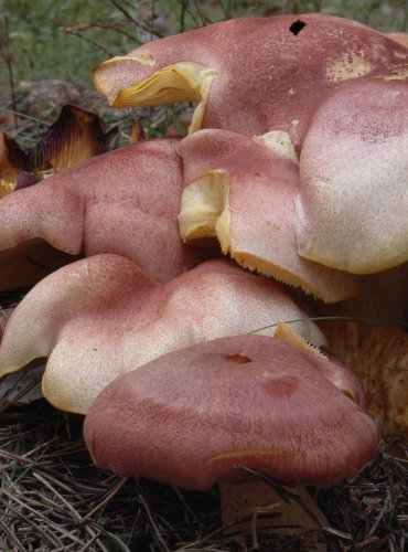 ŠAFRÁNKA ČERVENOŽLUTÁ – Tricholomopsis rutilans – FOTO: Josef Slavíček