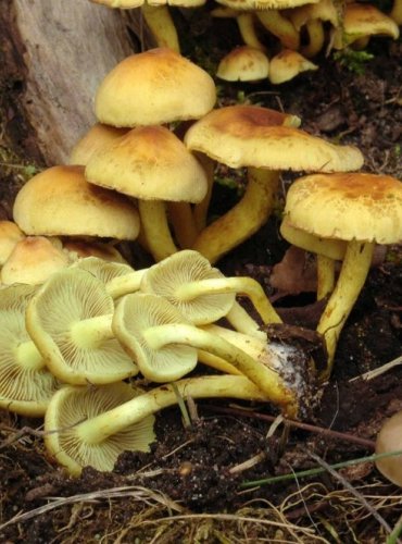 TŘEPENITKA SVAZČITÁ – Hypholoma fasciculare – FOTO: Josef Slavíček