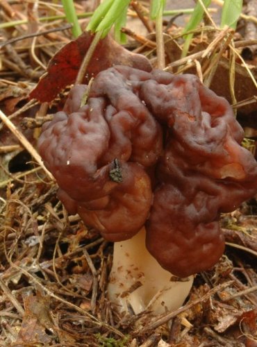 UCHÁČ OBECNÝ – Gyromitra esculenta – FOTO: Josef Slavíček