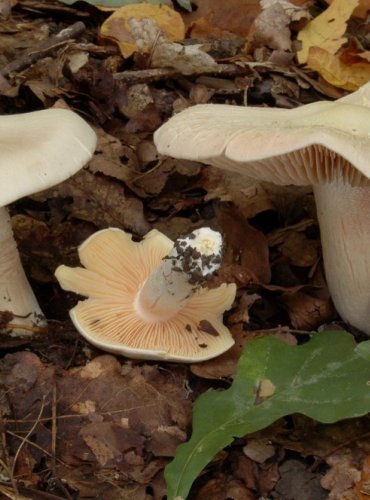 ZÁVOJENKA OLOVOVÁ – Entoloma sinuatum – FOTO: Josef Slavíček