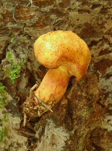 HŘIB DŘEVOŽIJNÝ – Buchwaldoboletus lignicola – FOTO: Josef Slavíček