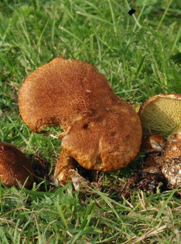 HŘIB DUTONOHÝ – Suillus cavipes – FOTO: Josef Slavíček