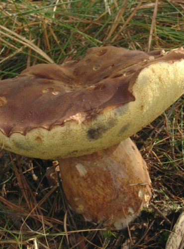 HŘIB HNĚDÝ – Boletus badius – FOTO: Josef Slavíček