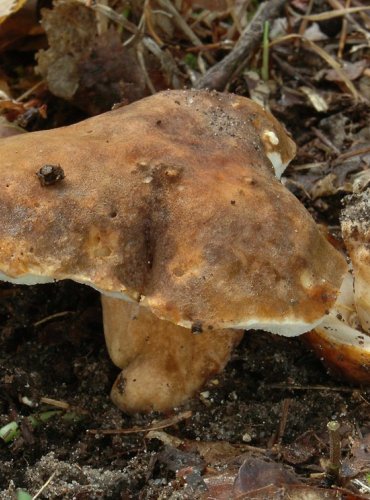 HŘIB KAŠTANOVÝ – Gyroporus castaneus – FOTO: Josef Slavíček