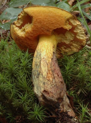 HŘIB KOLODĚJ – Boletus luridus – FOTO: Josef Slavíček