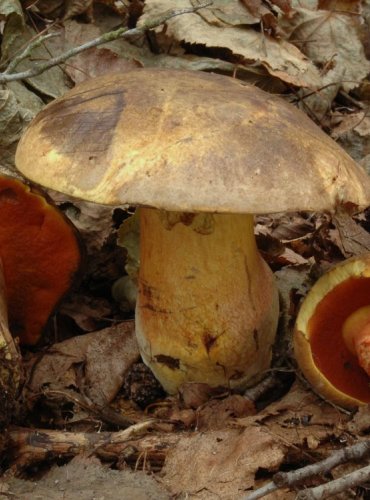 HŘIB KOVÁŘ – Boletus luridiformis – FOTO: Josef Slavíček