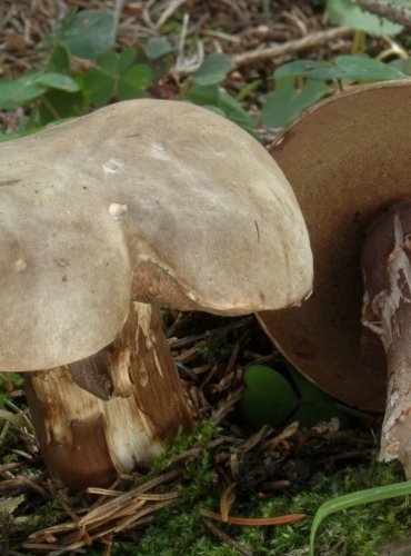 HŘIB NACHOVÝTRUSNÝ – Porphyrellus porphyrosporus – FOTO: Josef Slavíček