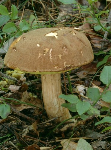 HŘIB OSMAHLÝ – Xerocomus ferrugineus  – FOTO: Josef Slavíček