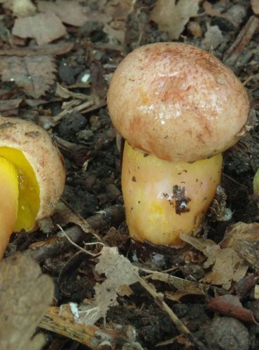 HŘIB PRUŽNÝ – Aureoboletus gentilis – FOTO: Josef Slavíček