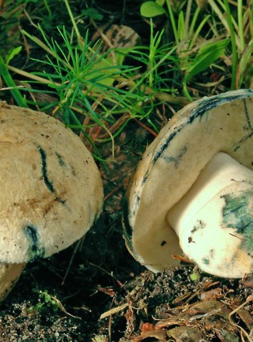 HŘIB SINÝ – Gyroporus cyanescens – FOTO: Josef Slavíček