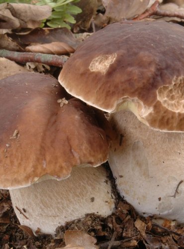 HŘIB SMRKOVÝ – Boletus edulis – FOTO: Josef Slavíček