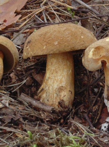 KLOUZEK (HŘIB) STRAKOŠ – Suillus variegatus – FOTO: Josef Slavíček