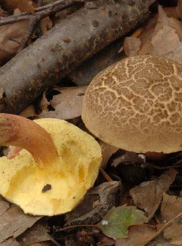 HŘIB ŽLUTOMASÝ – Xerocomellus chrysenteron – FOTO: Josef Slavíček