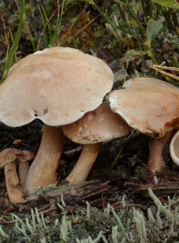 KLOUZEK KRAVSKÝ – Suillus bovinus – FOTO: Josef Slavíček