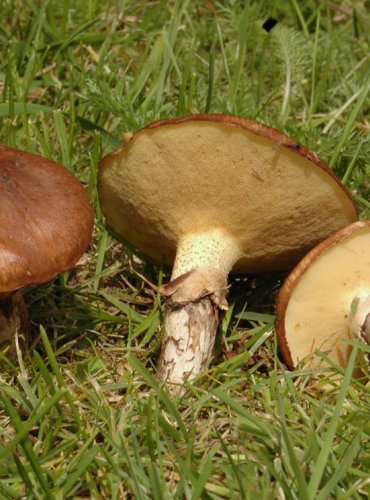 KLOUZEK OBECNÝ – Suillus luteus – FOTO: Josef Slavíček