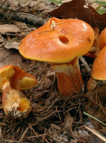 KLOUZEK SLIČNÝ – Suillus grevillei – FOTO: Josef Slavíček