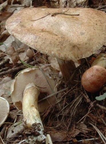 KLOUZEK SLIZKÝ – Suillus viscidus – FOTO: Josef Slavíček