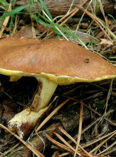 KLOUZEK ZRNITÝ – Suillus granulatus – FOTO: Josef Slavíček