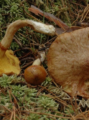 KLOUZEK ŽLUTAVÝ – Suillus flavidus – FOTO: Josef Slavíček