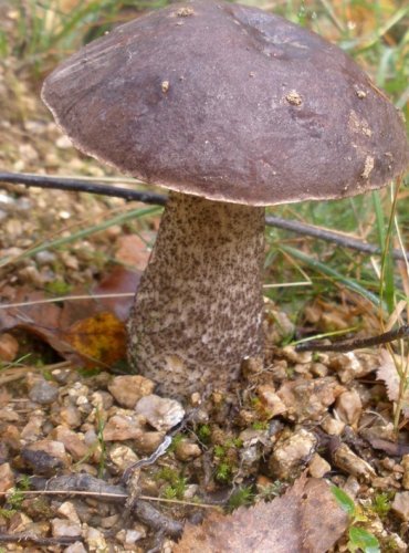 KOZÁK BŘEZOVÝ ČERNOHNĚDÝ –  Leccinum scabrum var. melaneum – FOTO: Josef Slavíček