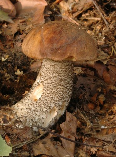 KOZÁK BŘEZOVÝ – Leccinum scabrum – FOTO: Josef Slavíček