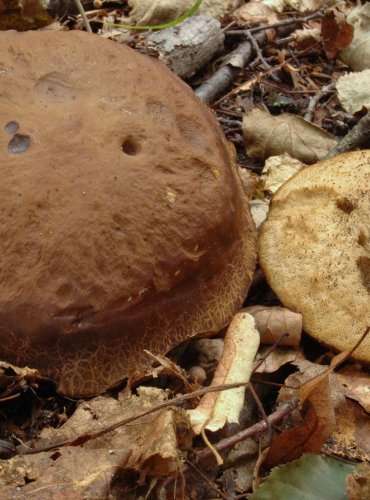 KOZÁK HABROVÝ – Leccinum pseudoscabrum – FOTO: Josef Slavíček