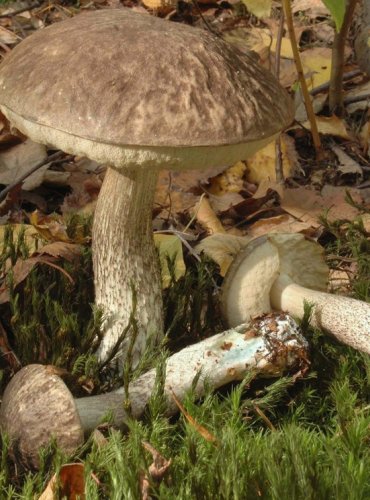 KOZÁK ŠEDOZELENÝ – Leccinum variicolor – FOTO: Josef Slavíček